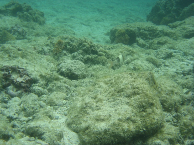 some fish swimming around a very thick rock reef