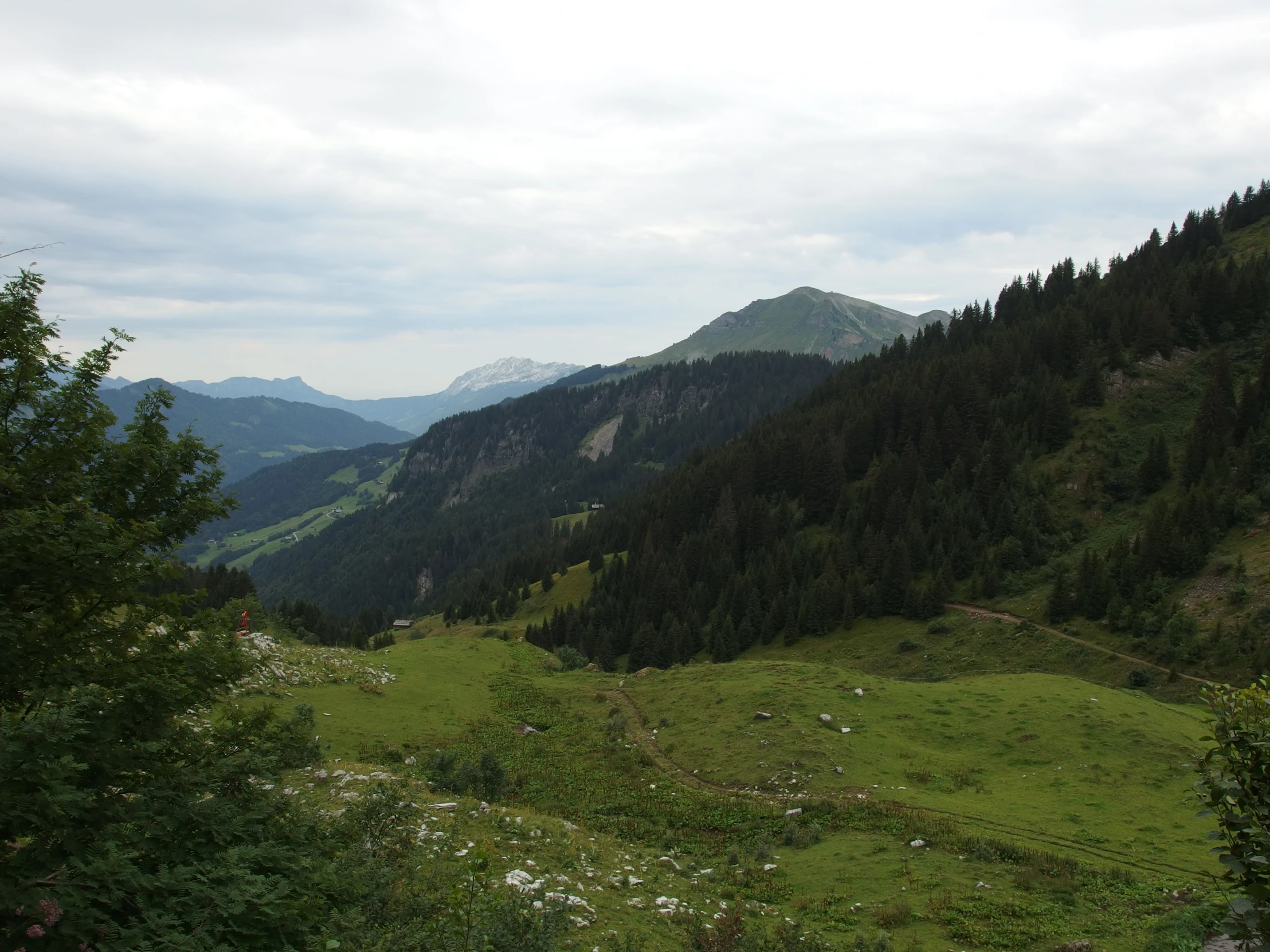 the green landscape is full of trees, shrubs and flowers