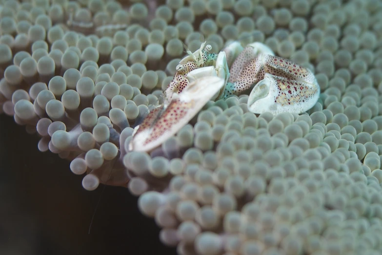 two octo squid are laying on top of a group of large balls