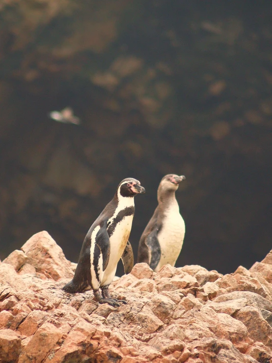 two penguins standing on top of large rocks