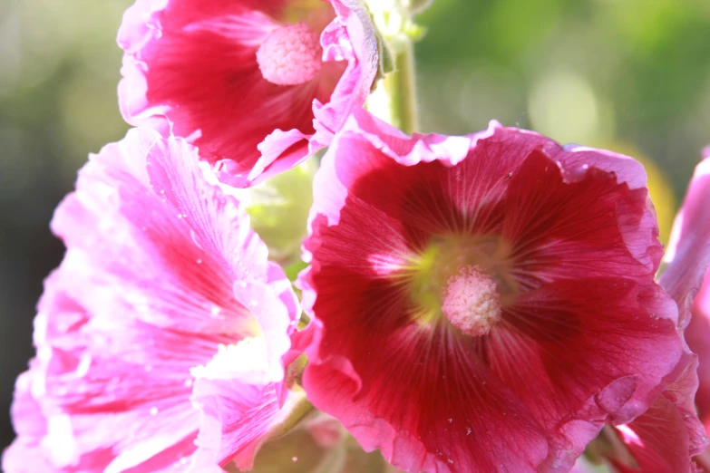 the very pink flower with green leaves has yellow stigmas