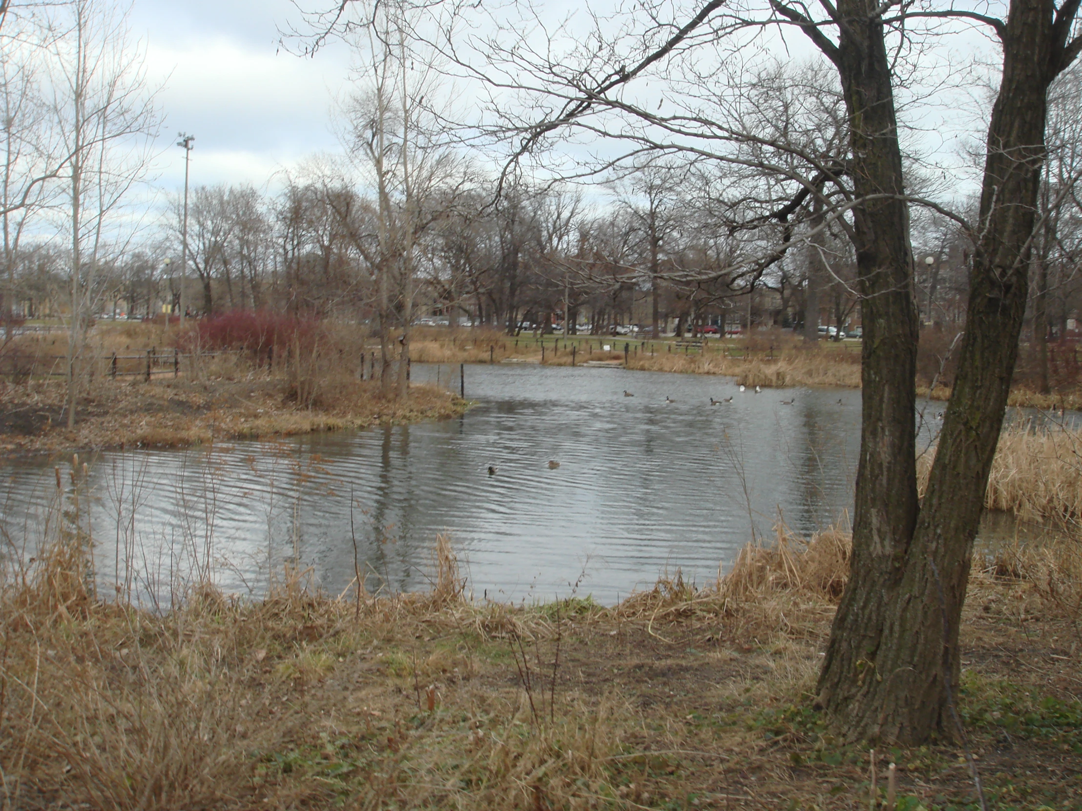 a quiet pond sits in the middle of a vacant lot