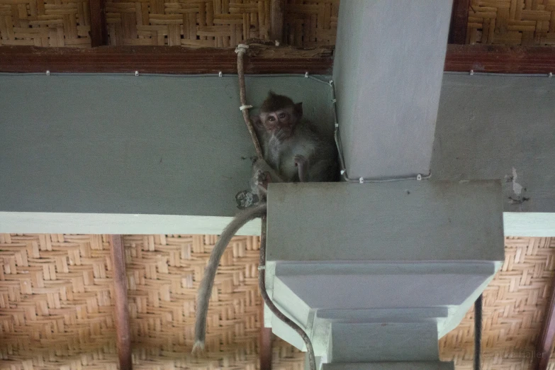 a monkey is in the corner of a room