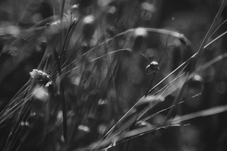 some small flowers that are outside in black and white