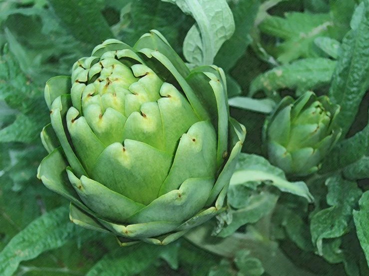 an unripe artichoke sitting in a garden