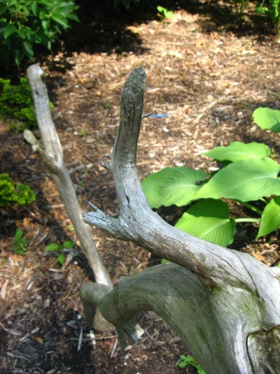 a close up of a wood object in the dirt