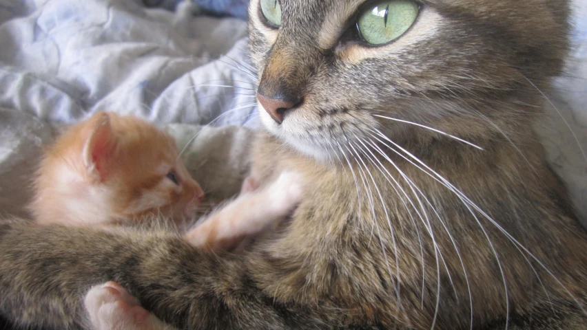 the kitten is laying down next to its mother