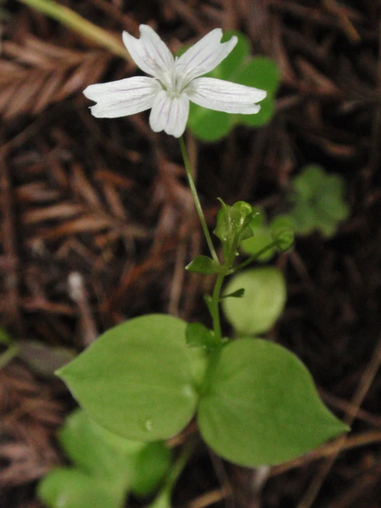 a small white flower sitting on top of a lush green leaf covered ground