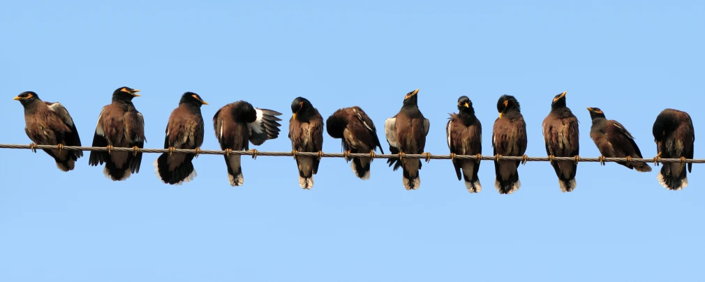 birds are standing on a line together outside