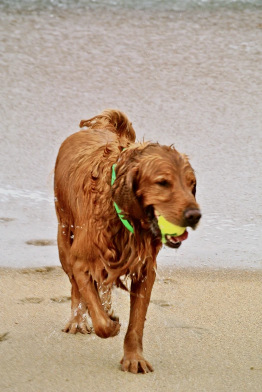 a wet dog with a tennis ball in his mouth on the beach