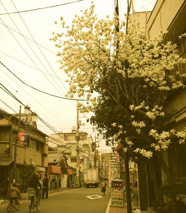 a tree is in the middle of a city street