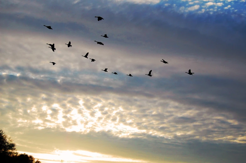 birds flying high up in the sky with the sun shining on them