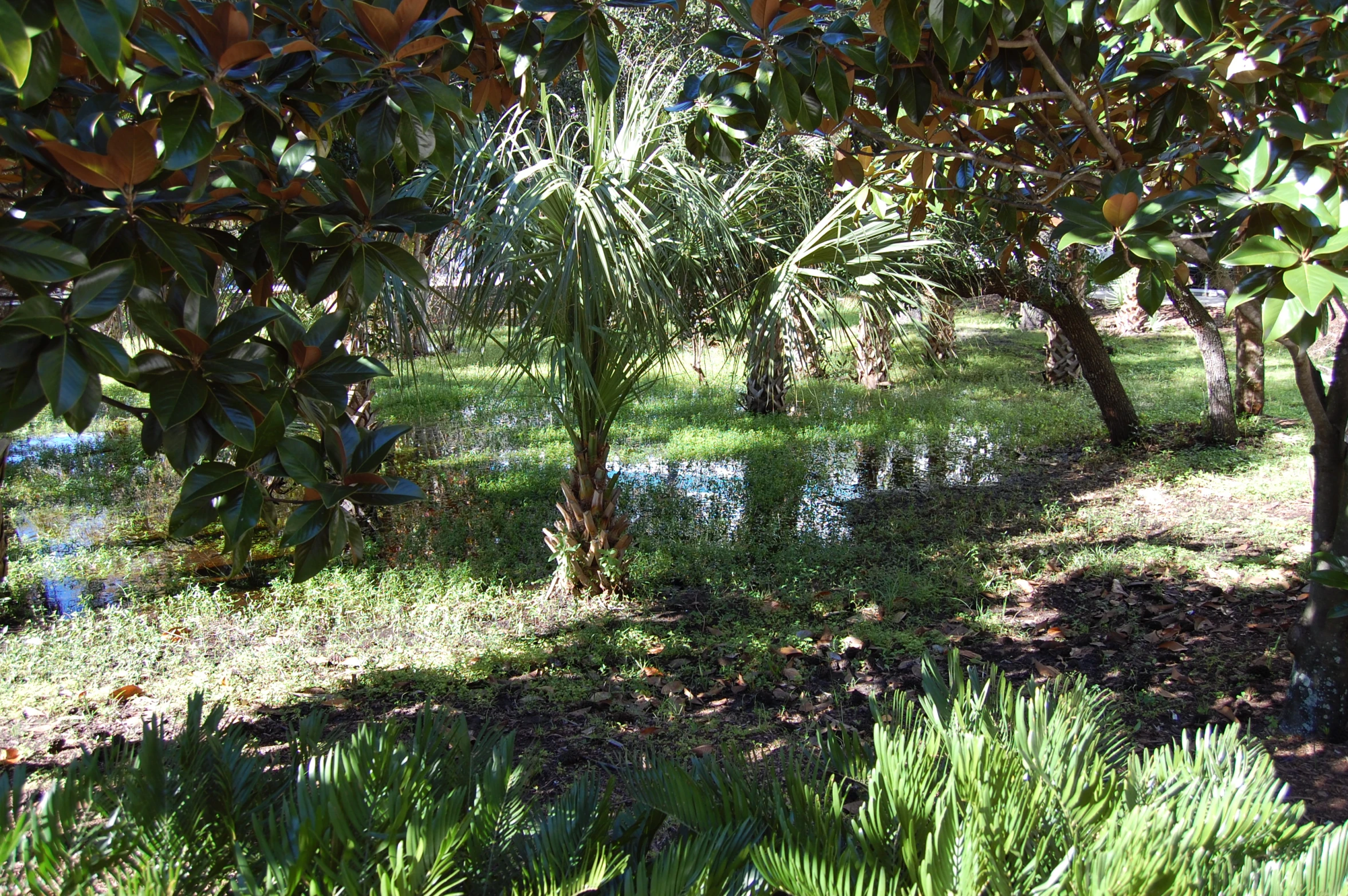 water and palm trees in the sunlight on a grassy field