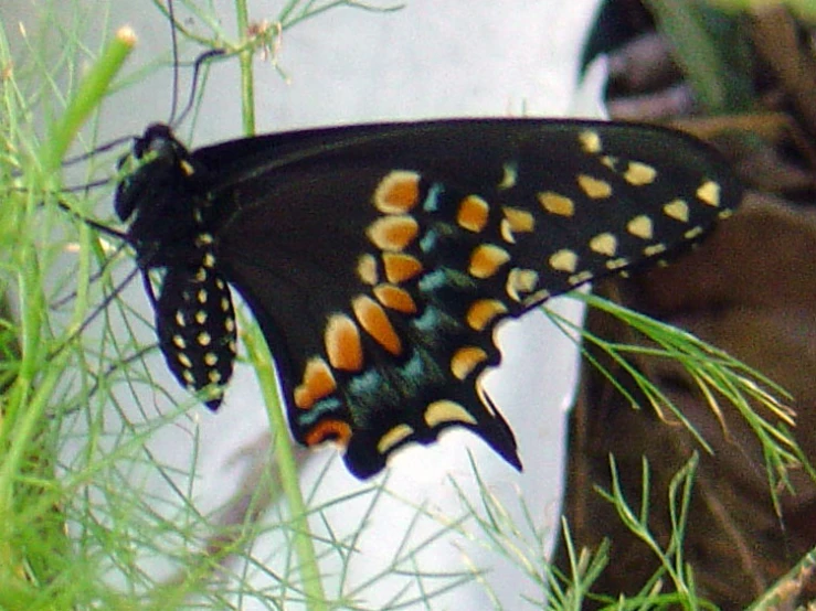 the large colorful erfly has long, black wings