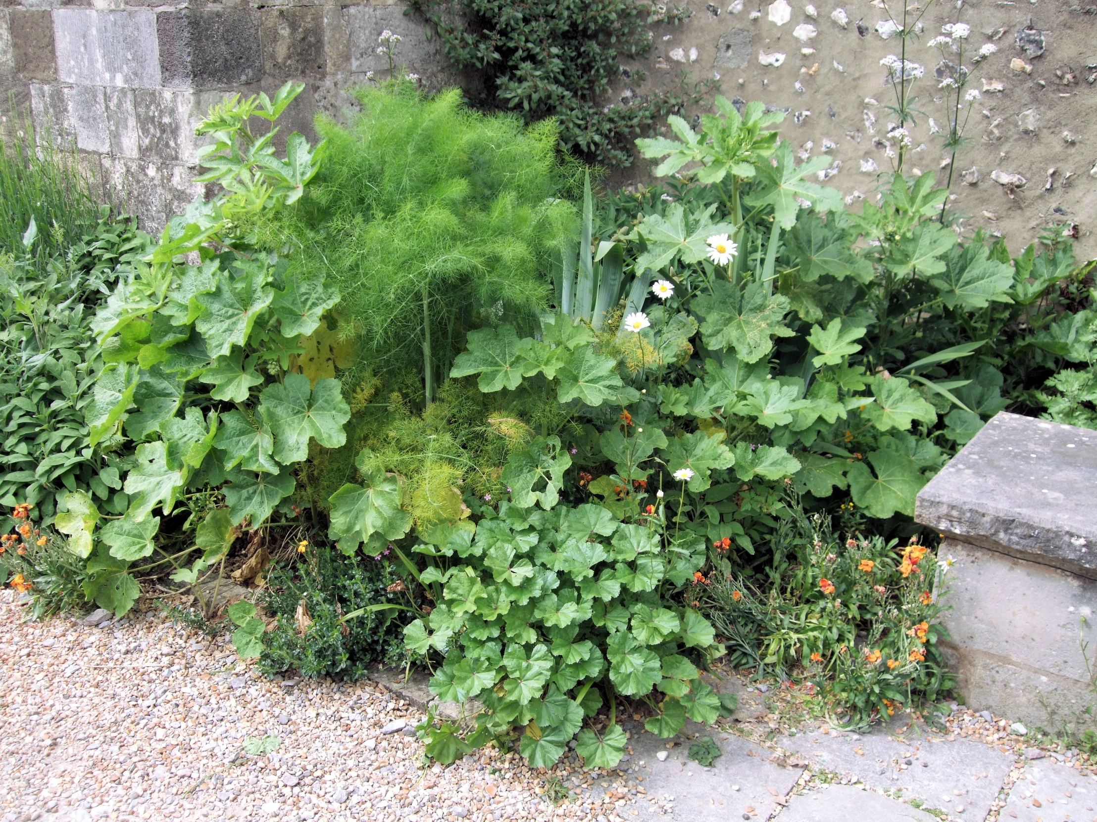 some green plants in the ground near a wall