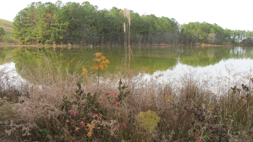 there are trees on the other side of this lake