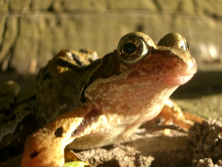 a small, beige and green frog sitting on top of a piece of wood