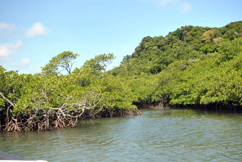 the view of a river and trees from a boat