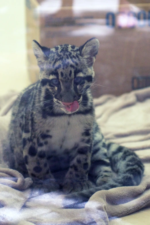 a snow leopard cat with it's mouth open, sitting on a blanket