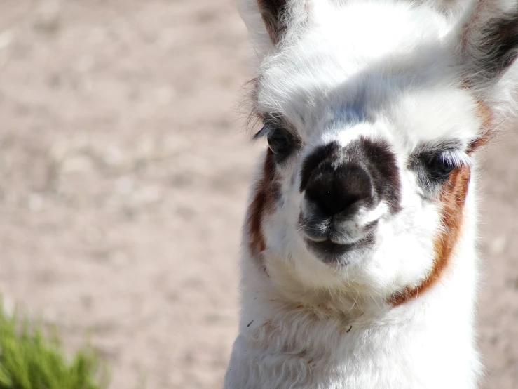 an alpaca looks directly into the camera lens