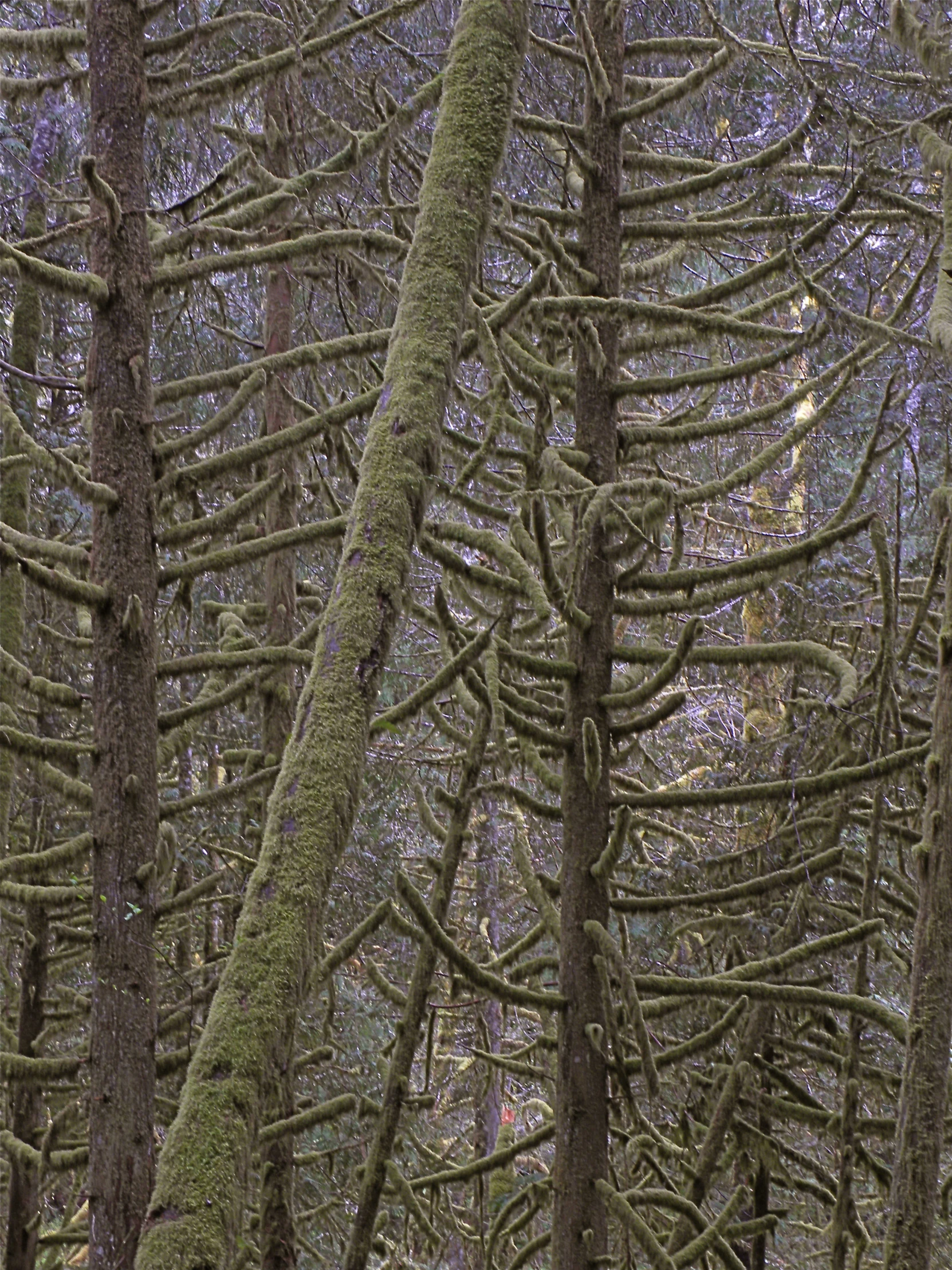 some very tall thin trees in the woods