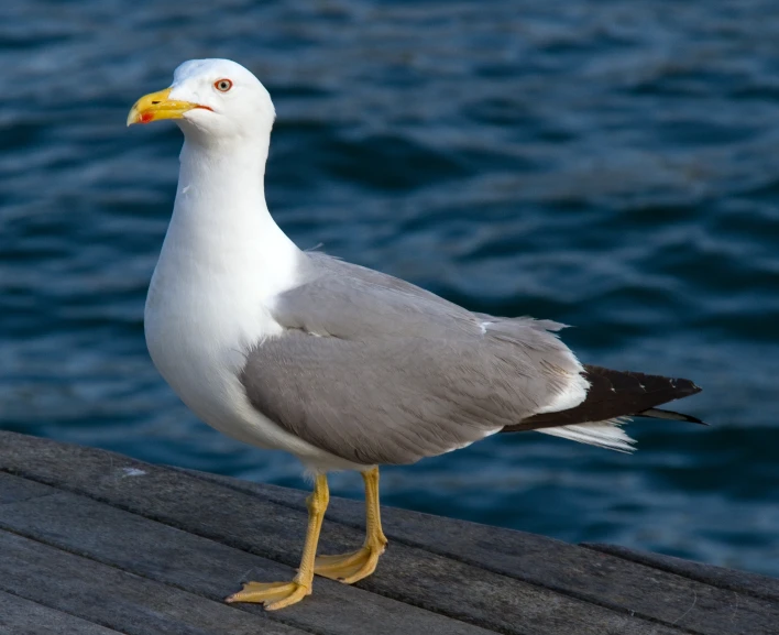 a seagull with orange beak standing on pier near water