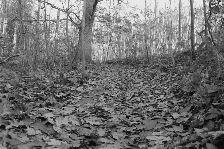 a black and white po of leaves on the ground