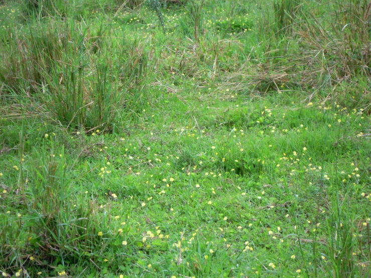 an area with grass, weeds and some yellow flowers