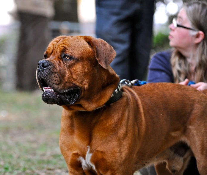 a brown dog that is standing in the grass