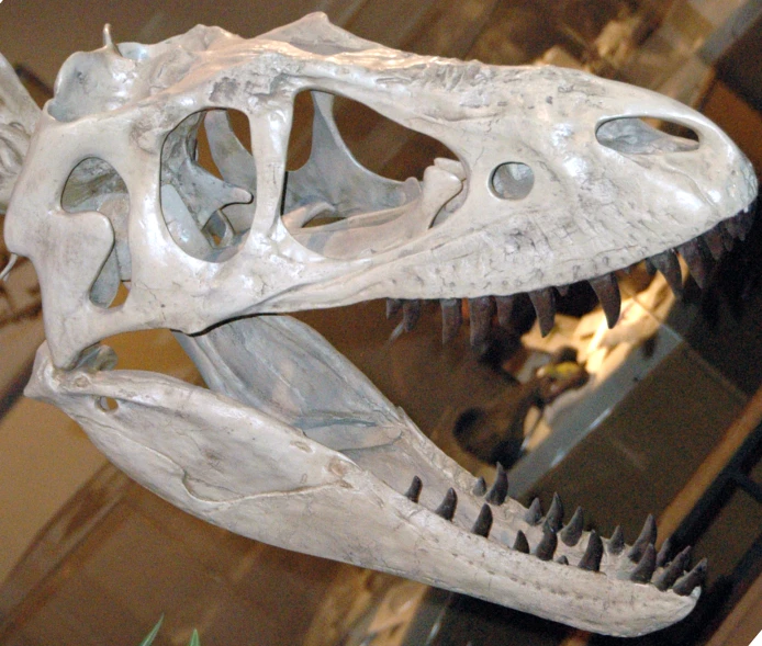 a dinosaur skeleton on display in a museum