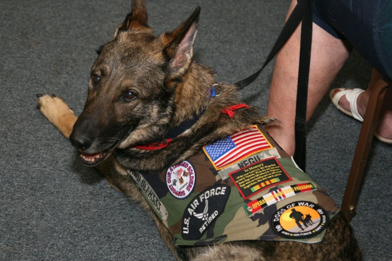 a dog with a vest on sits on the floor