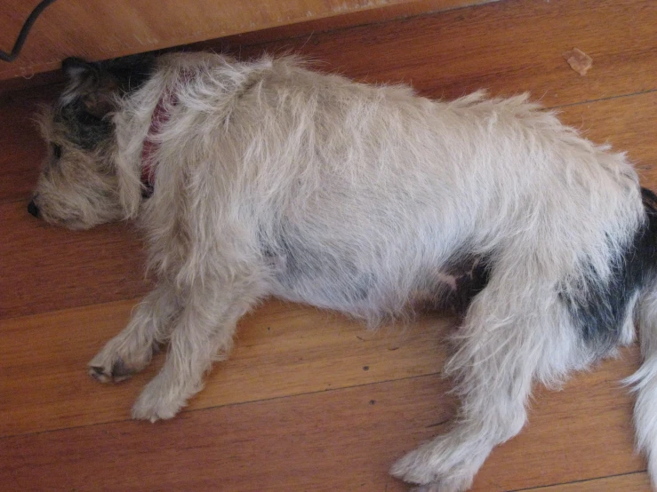 a very hairy dog laying on top of a hard wood floor