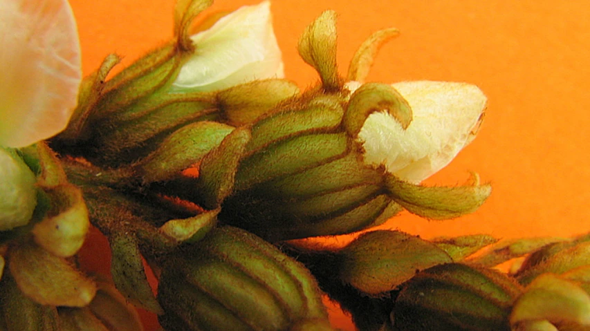 some plants that are budding near a yellow wall