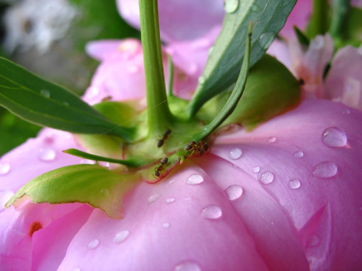 pink flower with water droplets and green stems