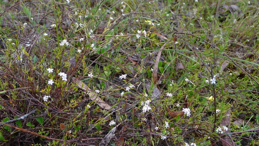 white flowers in grass on a rainy day