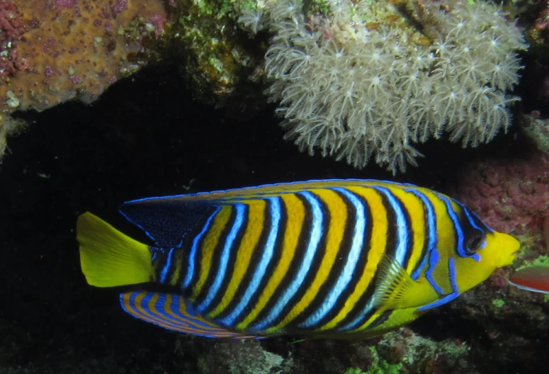 an orange and blue striped fish swimming close to a coral