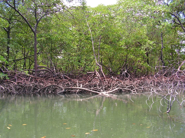 a very small swamp with trees growing out of it