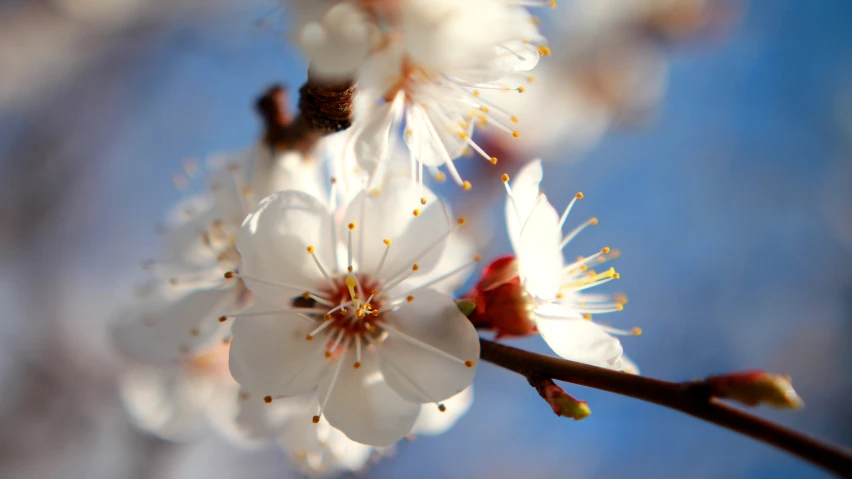 a close up po of some flowers on a tree