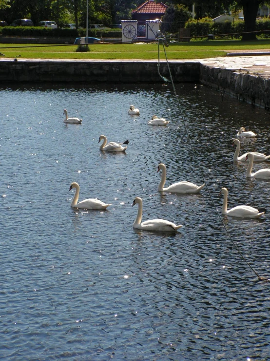 large flock of swans swimming on calm water