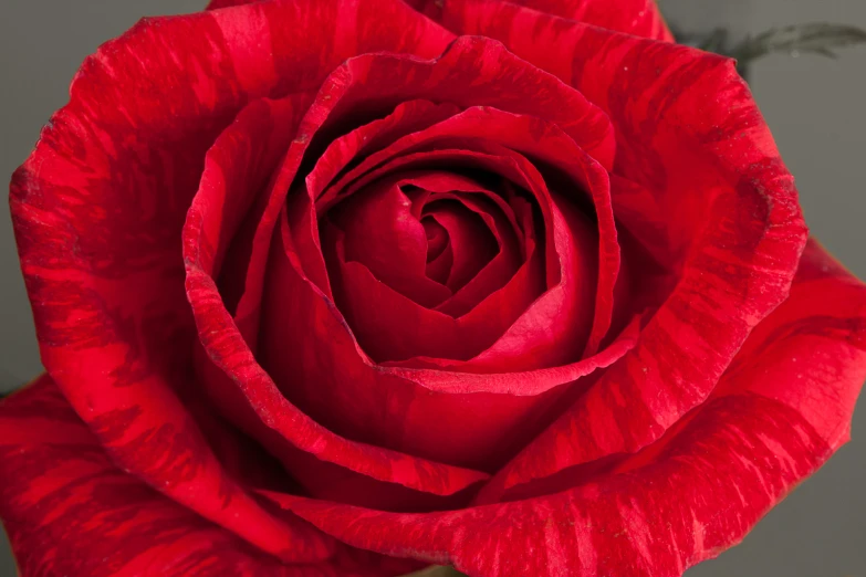 the inside of a rose flower with a blurry background