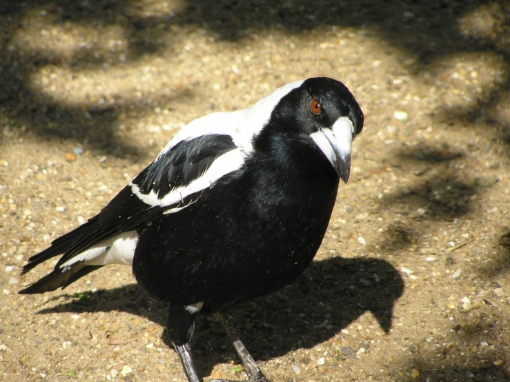 black and white bird standing on top of gravel