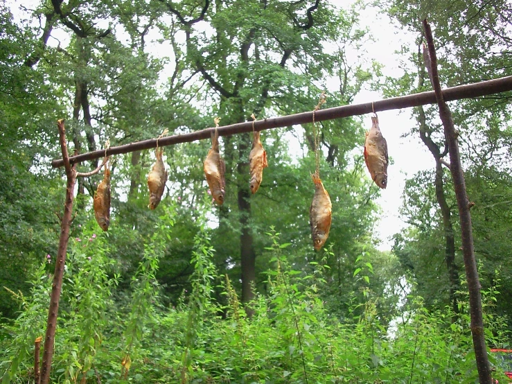 a bunch of leaves that are hanging on a fence