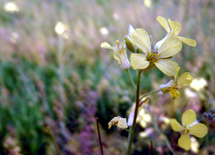 yellow flowers bloom in the tall grass field