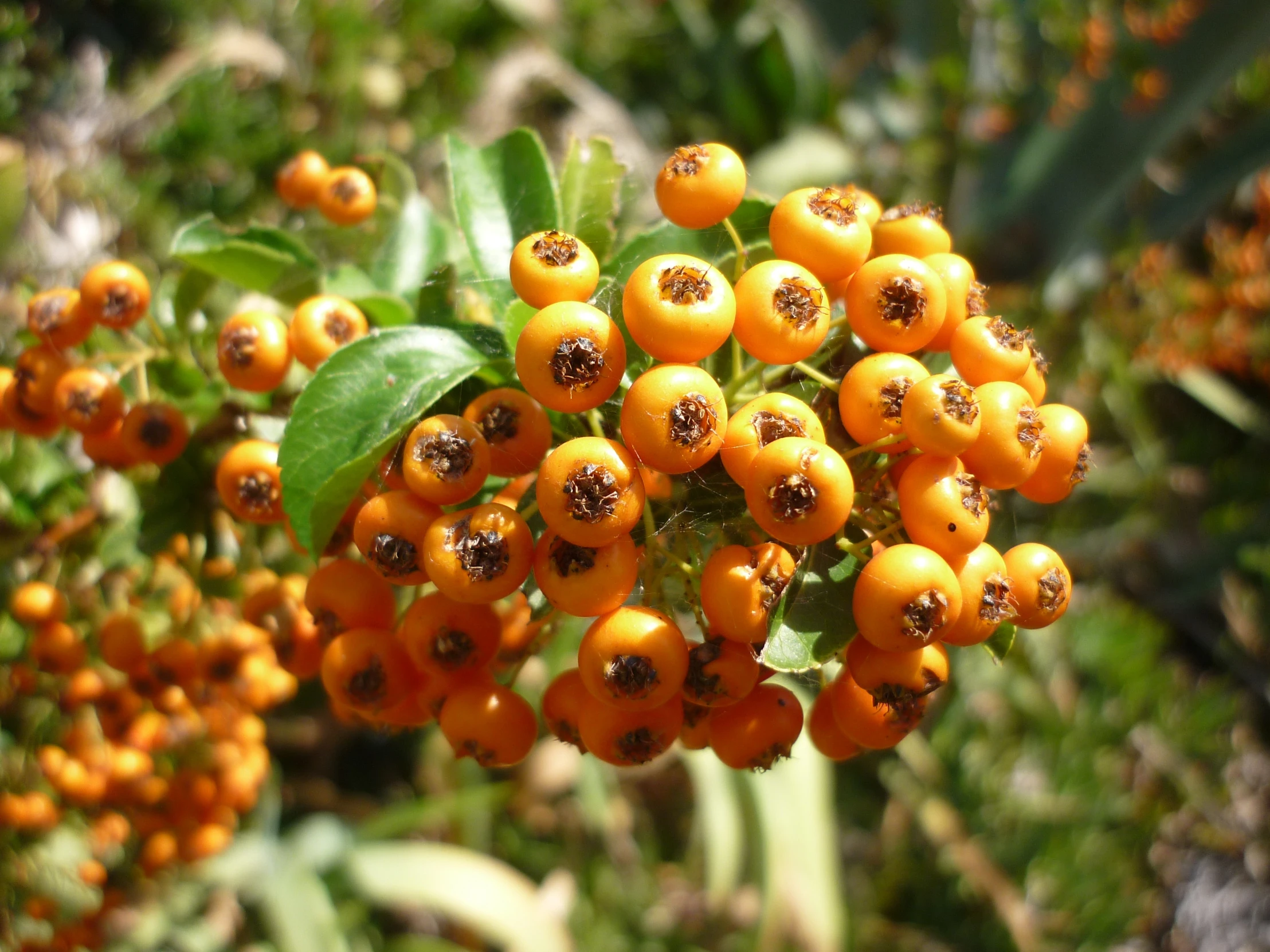 several yellow fruits with black centers are growing