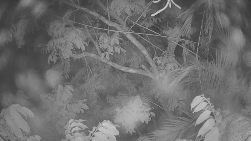 black and white pograph of a leafy tree with nches