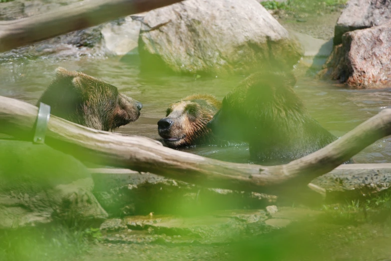 two bears swimming in a pond with log in foreground