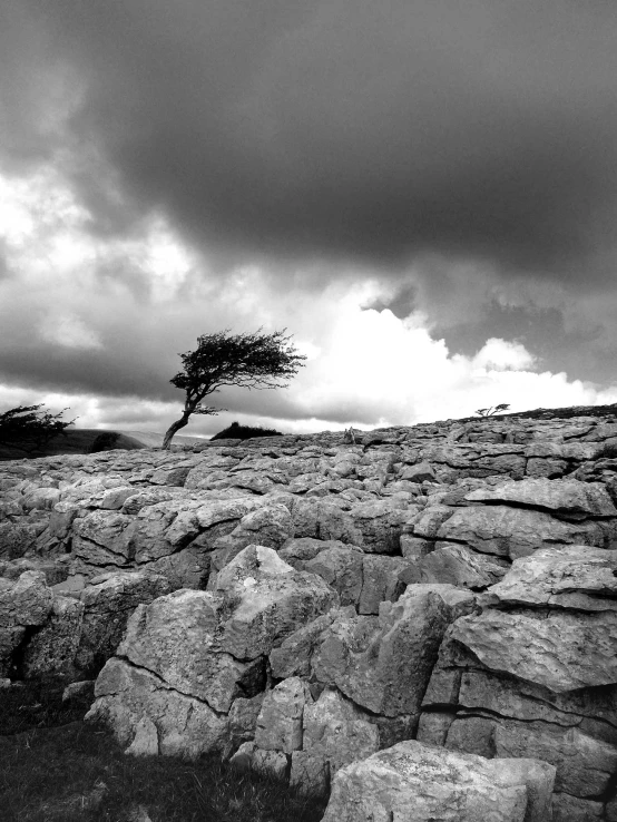 a tree on a rocky surface with an odd shape