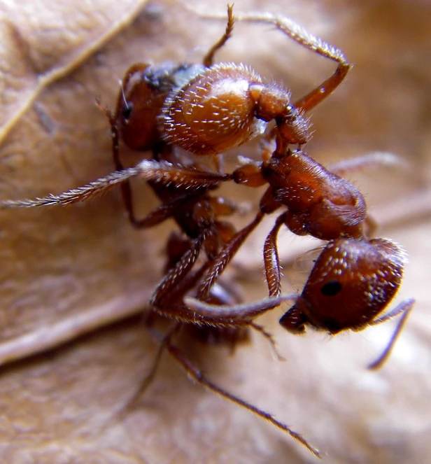 two insects that are standing on some leaf