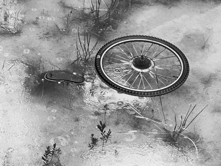 bicycle tire in the water surrounded by weeds