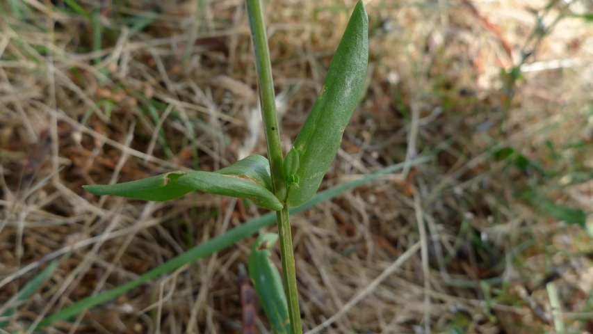 a leaf sticking out from the stem of a plant